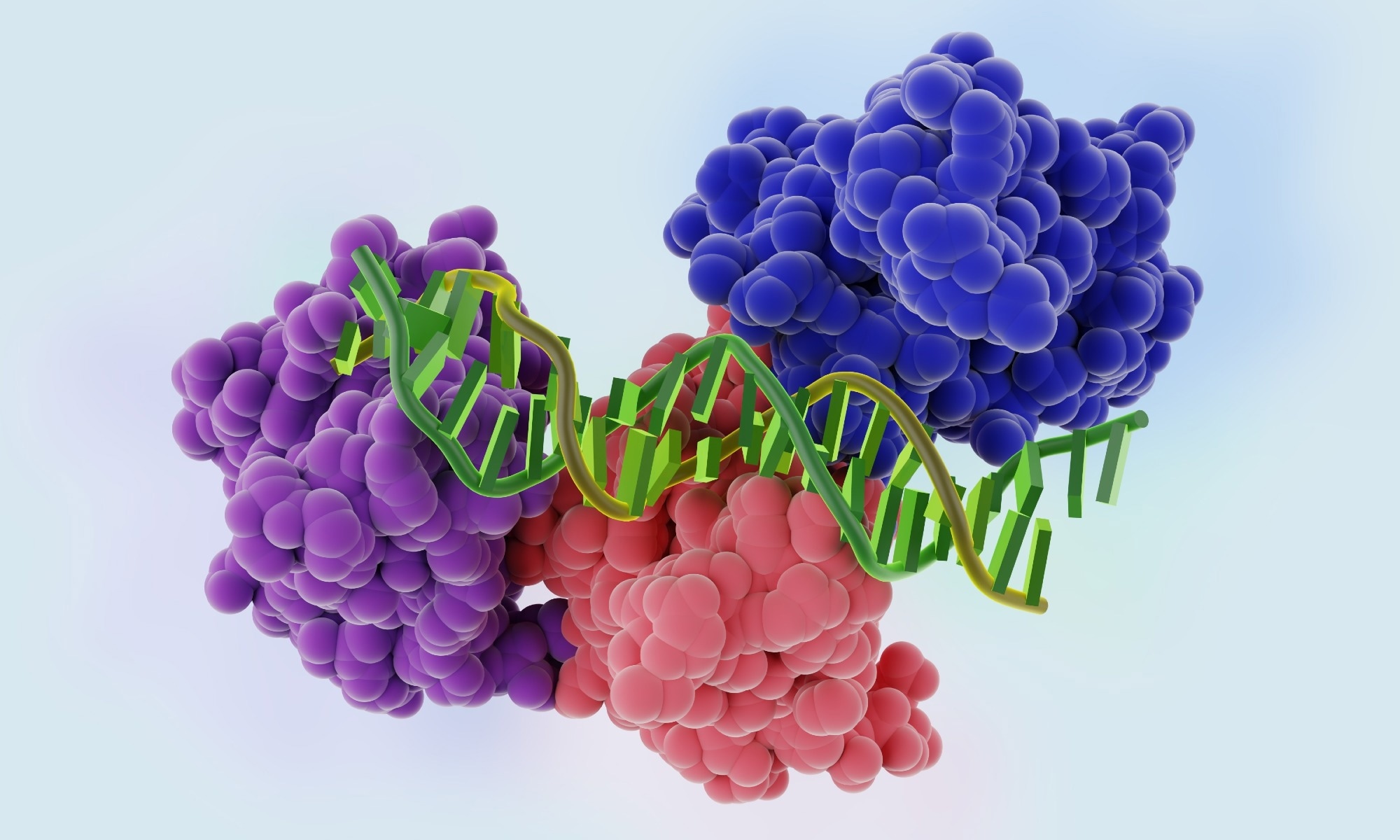 P53 tumor suppressor protein core domain bound to a DNA double helix. Molecular model. 3D rendering. Illustration