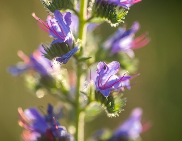 Why Echium Seed Oil Is Emerging as a Potential Plant-Based Alternative to Fish Oil
