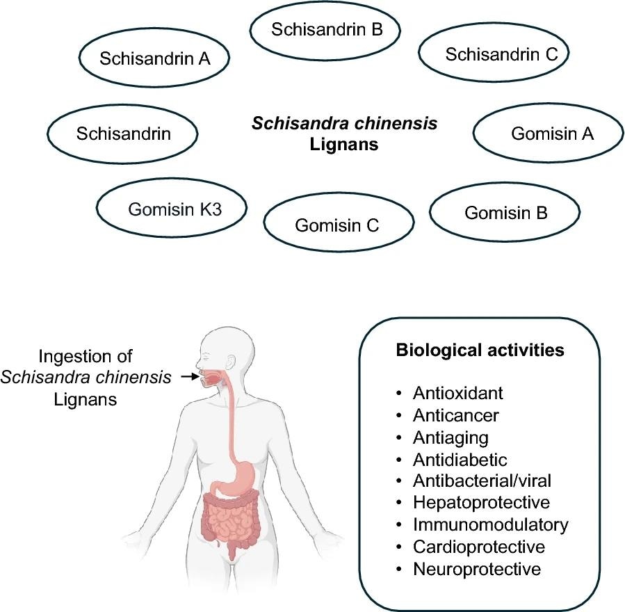 Major Schisandra chinensis lignans and their biological activities. The top panel illustrates key lignans found in Schisandra chinensis, including Schisandrin, Schisandrin A, Schisandrin B, Schisandrin C, Gomisin A, Gomisin B, Gomisin C and Gomisin K3. The bottom panel depicts the ingestion of Schisandra chinensis lignans and the major biological activities associated with these lignans, including antioxidant, anticancer, antiaging, antidiabetic, antibacterial/antiviral, hepatoprotective, immunomodulatory, cardioprotective and neuroprotective properties