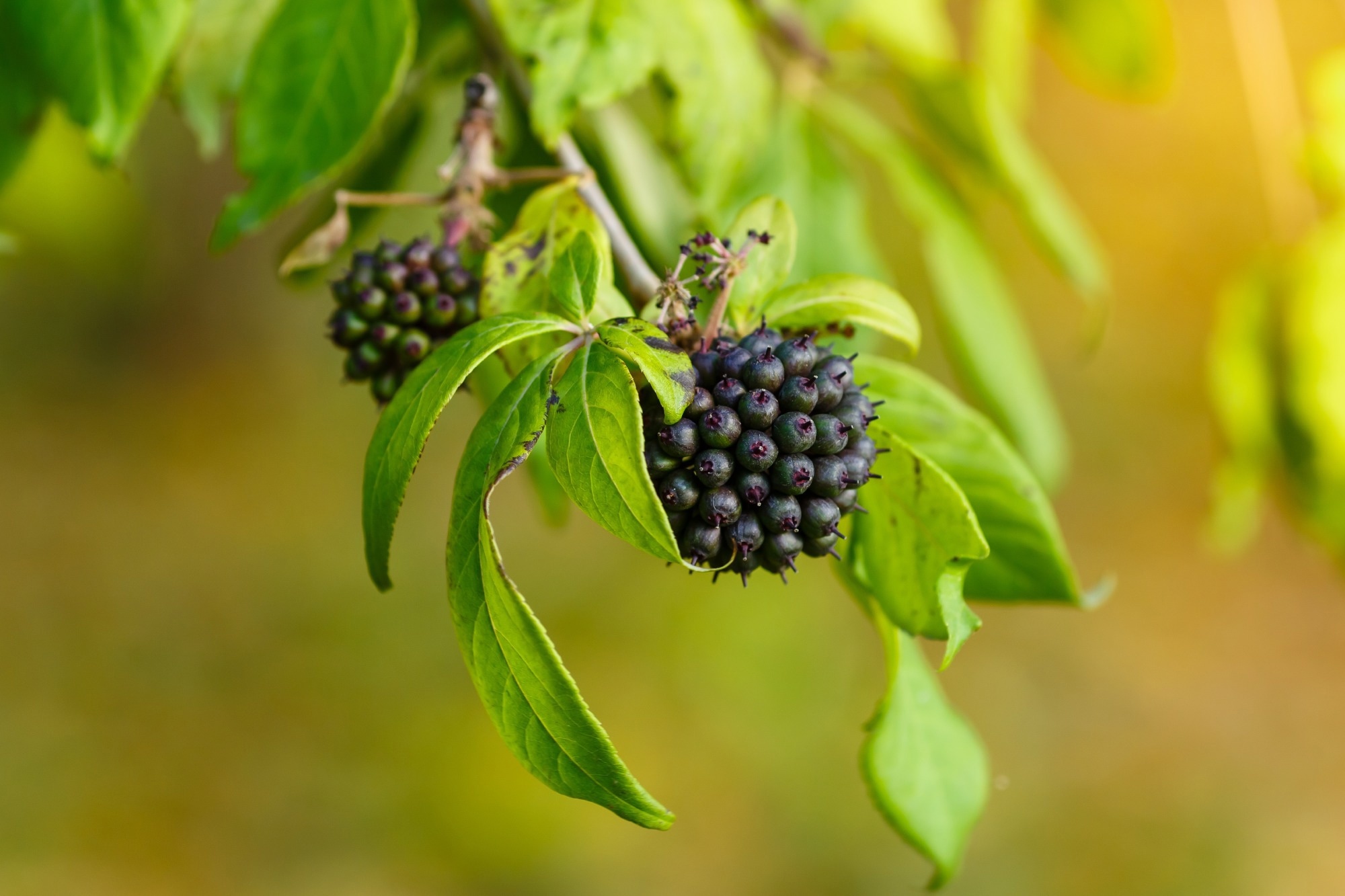 Woody shrub of Eleutherococcus senticosus or Siberian ginseng. Image Credit: Flower_Garden / Shutterstock.com