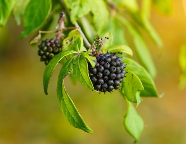 Eleuthero: Siberian Ginseng Benefits for Stress, Energy, and Fatigue