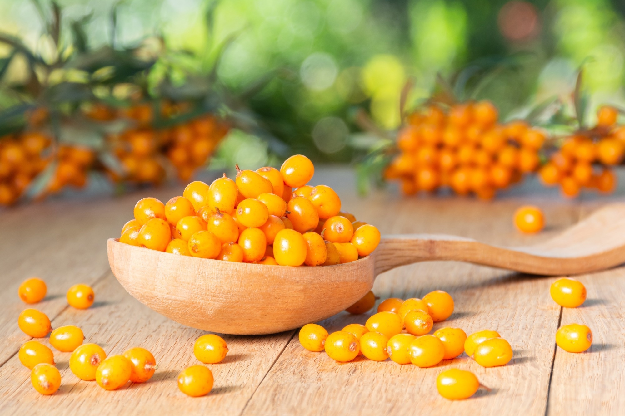 Sea buckthorn berries on branches showing bright orange fruit clusters