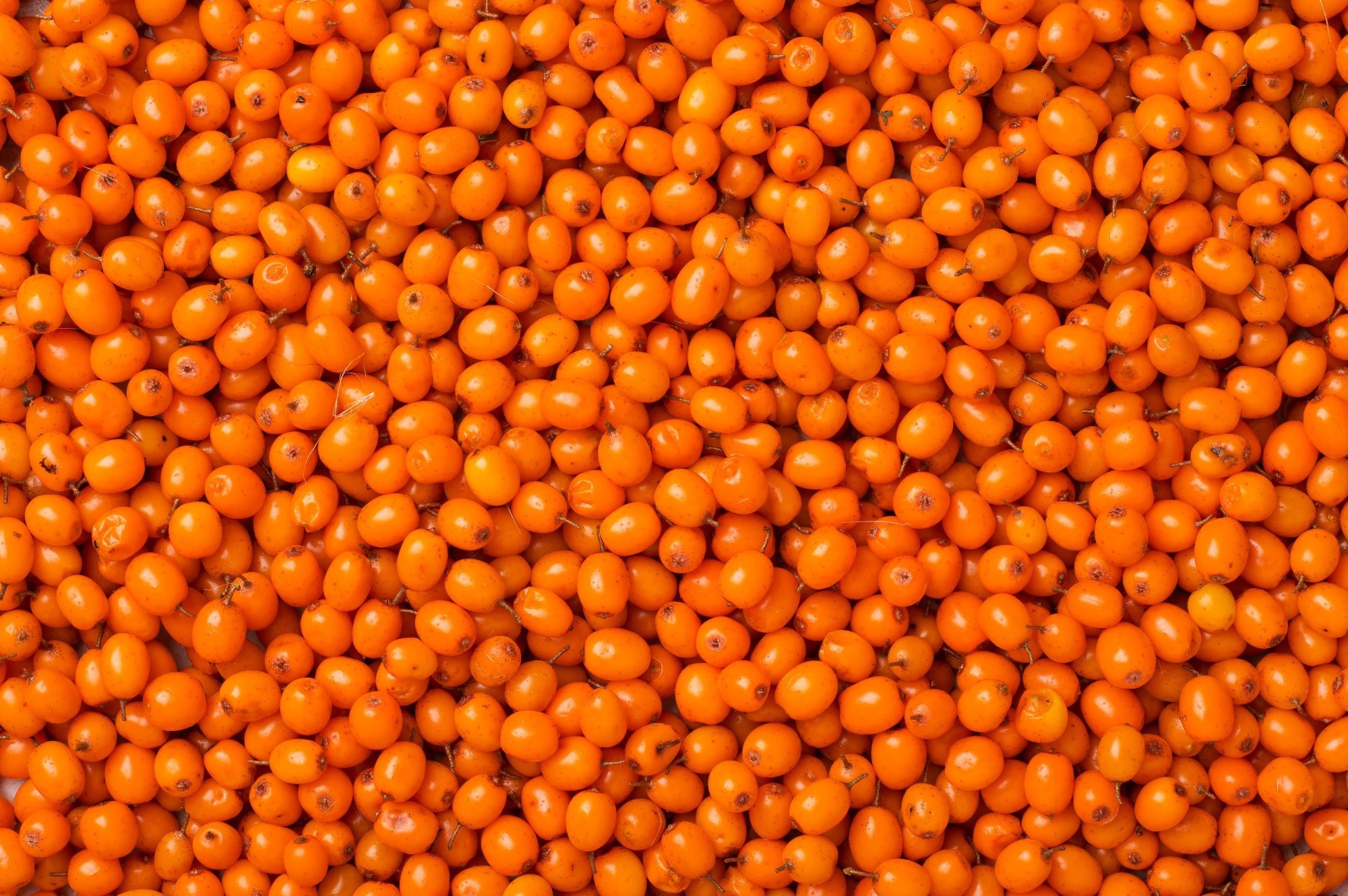 Close-up of sea buckthorn berries and leaves highlighting natural oils and texture