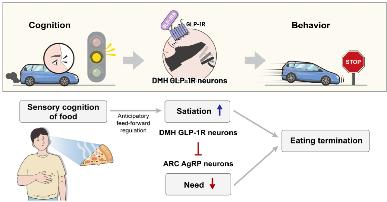Feed-forward cognitive control of satiation. The role of dorsomedial hypothalamus (DMH) glucagon-like peptide-1 receptor (GLP-1R) neurons regulating cognitive satiation can be likened to stepping on a vehicle’s brake in response to traffic signals -  a preemptive action taken before reaching the actual stop goal, reflecting a feed-forward control mechanism. These neurons project inhibitory signals to arcuate nucleus (ARC) agouti-related peptide (AgRP) neurons, ultimately contributing to meal termination. Notably, glucagon-like peptide-1 receptor agonists (GLP-1RAs) can potentiate the activity of DMH GLP-1R neurons.