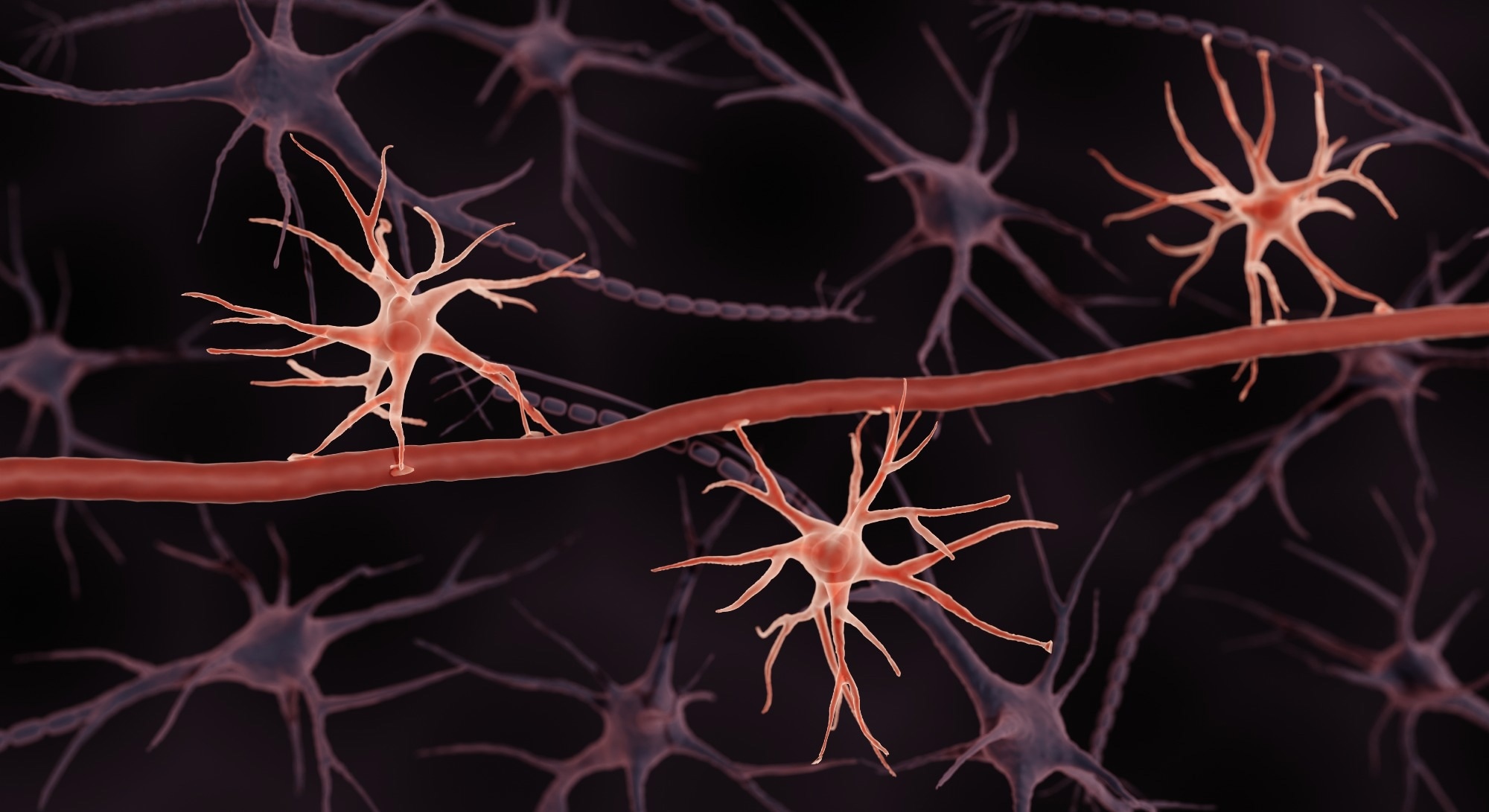 Blood-brain barrier, Astrocytes in the brain 3d illustration
