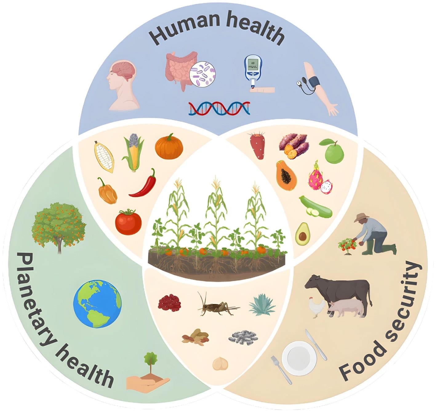 The Milpa paradigm as a synergistic framework for human health, planetary health, and food security. The central intersection represents the core Mesoamerican triad (maize, beans, and squash) cultivated as an agroecological polyculture. The overlapping spheres illustrate the multidimensional impacts of this biocultural system. Human health is supported by diverse, nutrient-dense foods that positively modulate the gut microbiome, metabolic markers, and genomic expression. Planetary health is promoted through biodiversity conservation, sustainable land use, and climate adaptation. Food security is achieved via resilient local agriculture, culturally relevant protein sources (including backyard livestock and edible insects), and food sovereignty. Together, these elements form a holistic, salutogenic nutritional model.