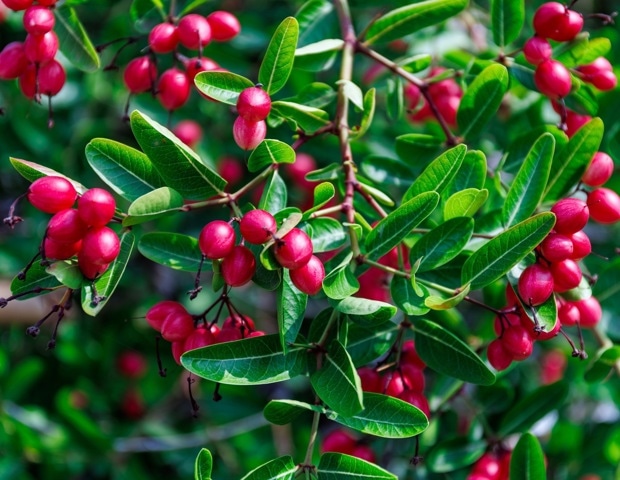 What Is Miracle Berry and How Does It Change Taste? Benefits, Uses, and Effects