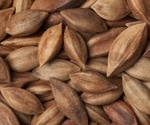 Pili Nuts Nutrition Facts and Health Benefits Explained