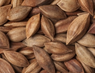 Pili Nuts Nutrition Facts and Health Benefits Explained