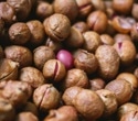 What Are the Health Benefits of Bambara Groundnut?
