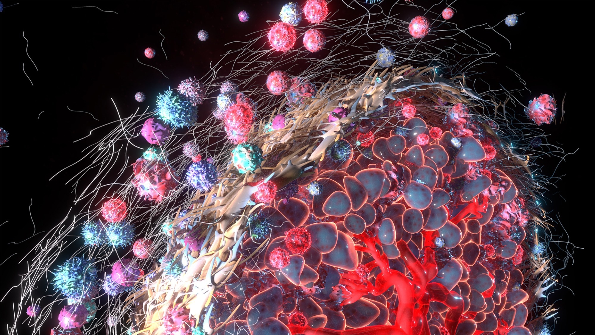 3D rendering of cancer associated fibroblast layer of tumor microenvironment
