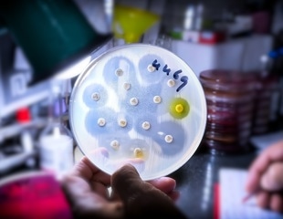 How Soil Bacteria Could Help Solve Antibiotic Resistance