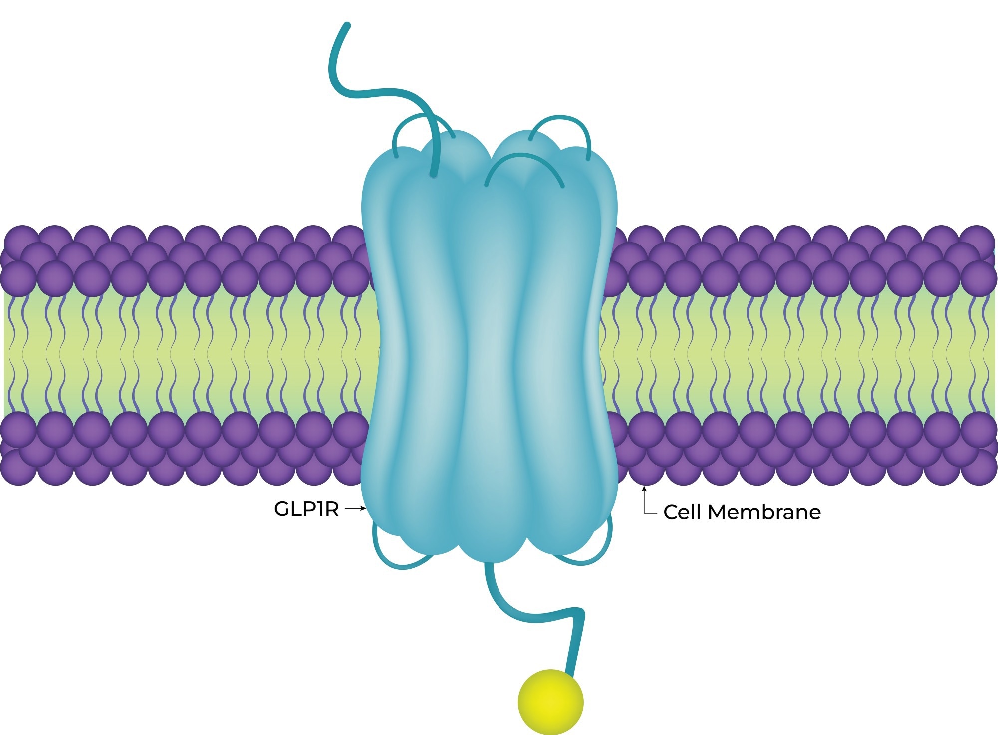 Illustration of the Glucagon-like Peptide-1 (GLP-1) receptor embedded in the cell membrane. The diagram shows the GLP1R protein interacting with the lipid bilayer of the cell membrane, illustrating how GLP-1 hormones bind to receptors to regulate insulin secretion and glucose metabolism. Image Credit: HamjaIU / Shutterstock
