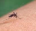 How In Vitro Models Are Transforming Drug Discovery in Malaria