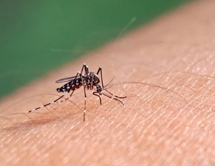 How In Vitro Models Are Transforming Drug Discovery in Malaria