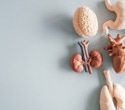 Xenotransplantation Explained: How Animal Organs Could Transform Medicine
