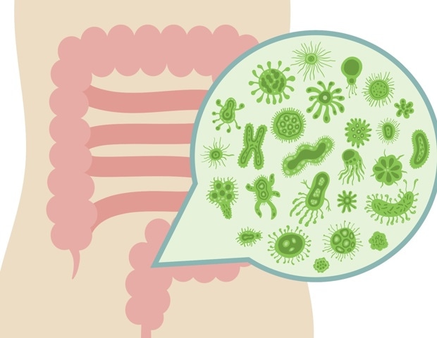 How Gut Fungi and Archaea Influence Human Health