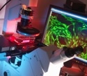 Multiplex Immunofluorescence Expands the Molecular Resolution of Clinical Pathology