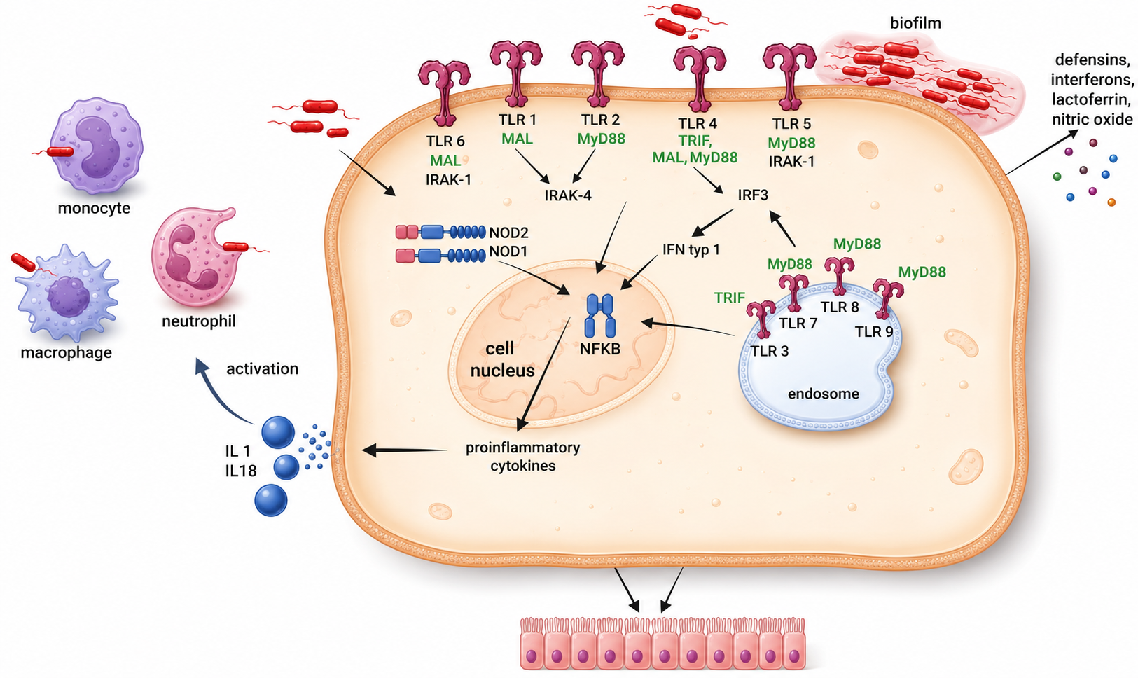 Bacteria colonizing the skin of the ear canal influence the non-specific response of immunocompetent cells present in this area (neutrophils, macrophages), and modulate epithelial cell responses, increasing the production of some interleukins and modulating signaling pathways involving TLR receptors. Image adapted from Paprocka, P., Spałek, J., Daniluk, T., et al. (2026). The Importance of Ear Canal Microbiota and Earwax in the Prevention of Outer Ear Infections. International Journal of Molecular Sciences 27(2); 622. DOI: 10.3390/ijms27020622 using Chatgpt / OpenAI