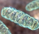 Mitochondrial Health: Cellular Energy, Aging, and Longevity