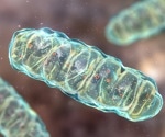 Mitochondrial Health: Cellular Energy, Aging, and Longevity