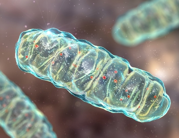 Mitochondrial Health: Cellular Energy, Aging, and Longevity