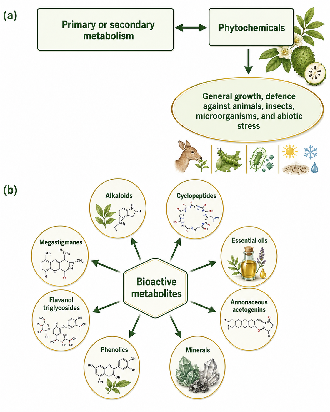 Diagram depicting the role of Phytochemicals (a) and bioactive metabolites present in Annona muricata (b).5