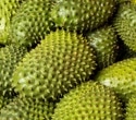 Soursop: Nutrition, Bioactive Compounds, and Human Health