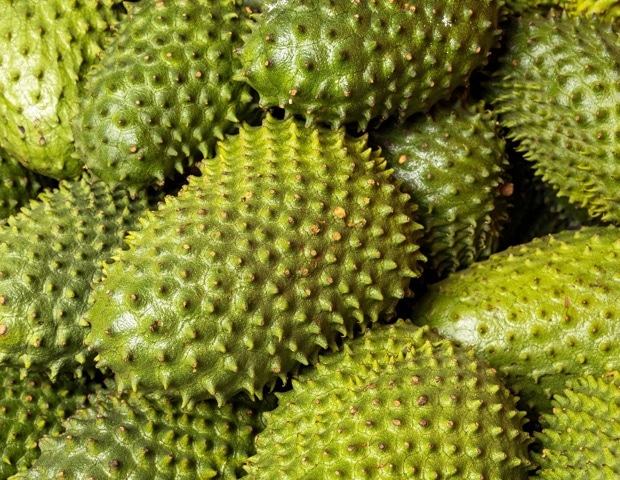Soursop: Nutrition, Bioactive Compounds, and Human Health