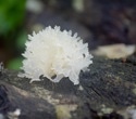 Snow Fungus: Nutrition, Bioactive Compounds, and Medicinal Potential