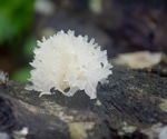 Snow Fungus: Nutrition, Bioactive Compounds, and Medicinal Potential
