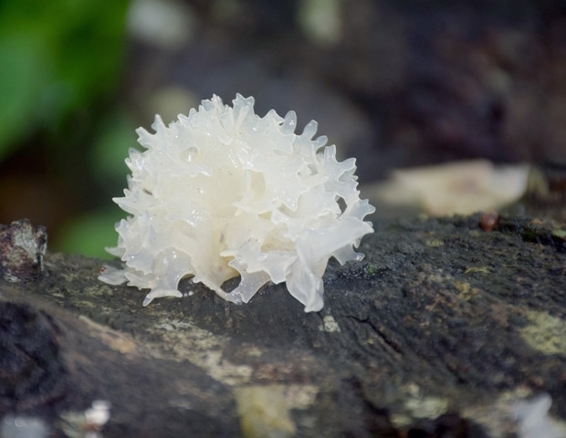 Snow Fungus: Nutrition, Bioactive Compounds, and Medicinal Potential