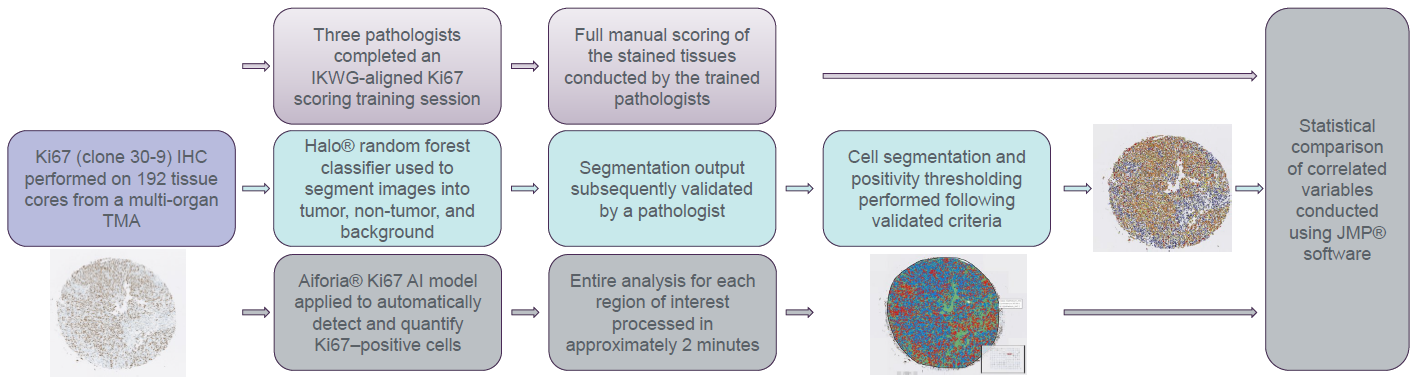 Workflow description with an example of an IHC Ki67 staining using a lung cancer specimen (papillary adenocarcinoma)