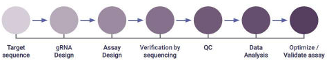 VIS Assay Workflow for CRISPR-Cas9 targeted ONT sequencing