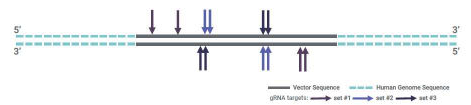 gRNA design on target sequences