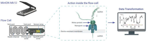 Snapshot of sequencing process inside a MinION flow cell and transformation of electrical signals to nucleotides