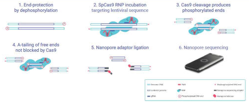 Assay workflow overview. The genomic DNA is processed and incubated with Ribo-Nucleo- Protein (RNP) complex to enrich insertion sites for nanopore sequencing