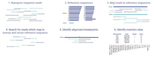 Data Analysis workflow for mapping the nanopore sequence reads to the vector and human genome sequences. The integration sites are identified by custom pipeline