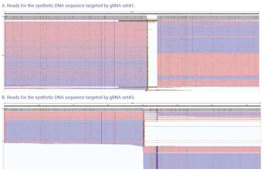 The above images show the reads from the synthetic DNA sequence screened for gRNAs targeted nanopore sequencing. A., shows data from gRNA set#1. B., shows the data gRNA set#3. The gRNA set#1 was better than gRNA set#3 with more reads (coverage).