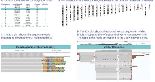 The above images and tables show the VIS data obtained with targeted nanopore sequencing. A., Lists the identified integration sites from the sequencing runs (n=4). The sites in blue box within the table shows the sites identified by many laboratories but not defined by W.H.O. B., visualizes the summary VIS data in depicting the integration sites within the chromosomes. C., shows the human genome sequence from the site highlighted in table A. D., shows the vector sequence identified from multiple genomic locations