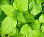 Perilla frutescens Benefits: Effects on Allergy, Inflammation, Immunity, and Gut Health