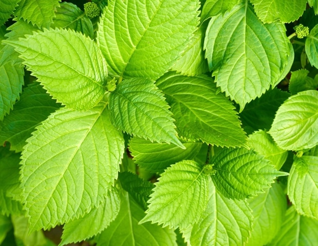 Perilla frutescens Benefits: Effects on Allergy, Inflammation, Immunity, and Gut Health