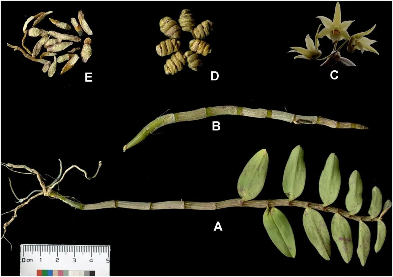 The whole plant (A), fresh strips (B), flowers (C), commercial product named Tiepifengdou(D), and decoction pieces (E) of Dendrobium officinale Kimura et. Migo.