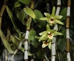 Dendrobium officinale: Health Benefits, Uses, and Bioactive Compounds