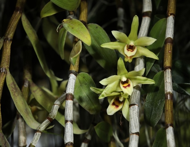 Dendrobium officinale: Health Benefits, Uses, and Bioactive Compounds