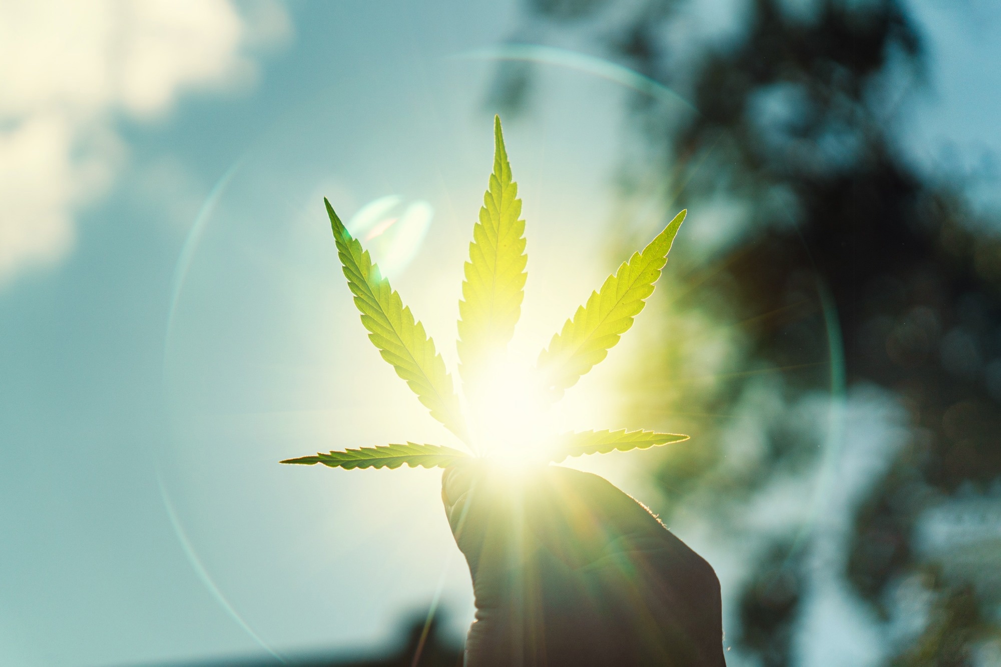 Cannabis leaf being held near the light.