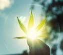 Cannabis and Health: How Cannabinoids Affect the Human Body