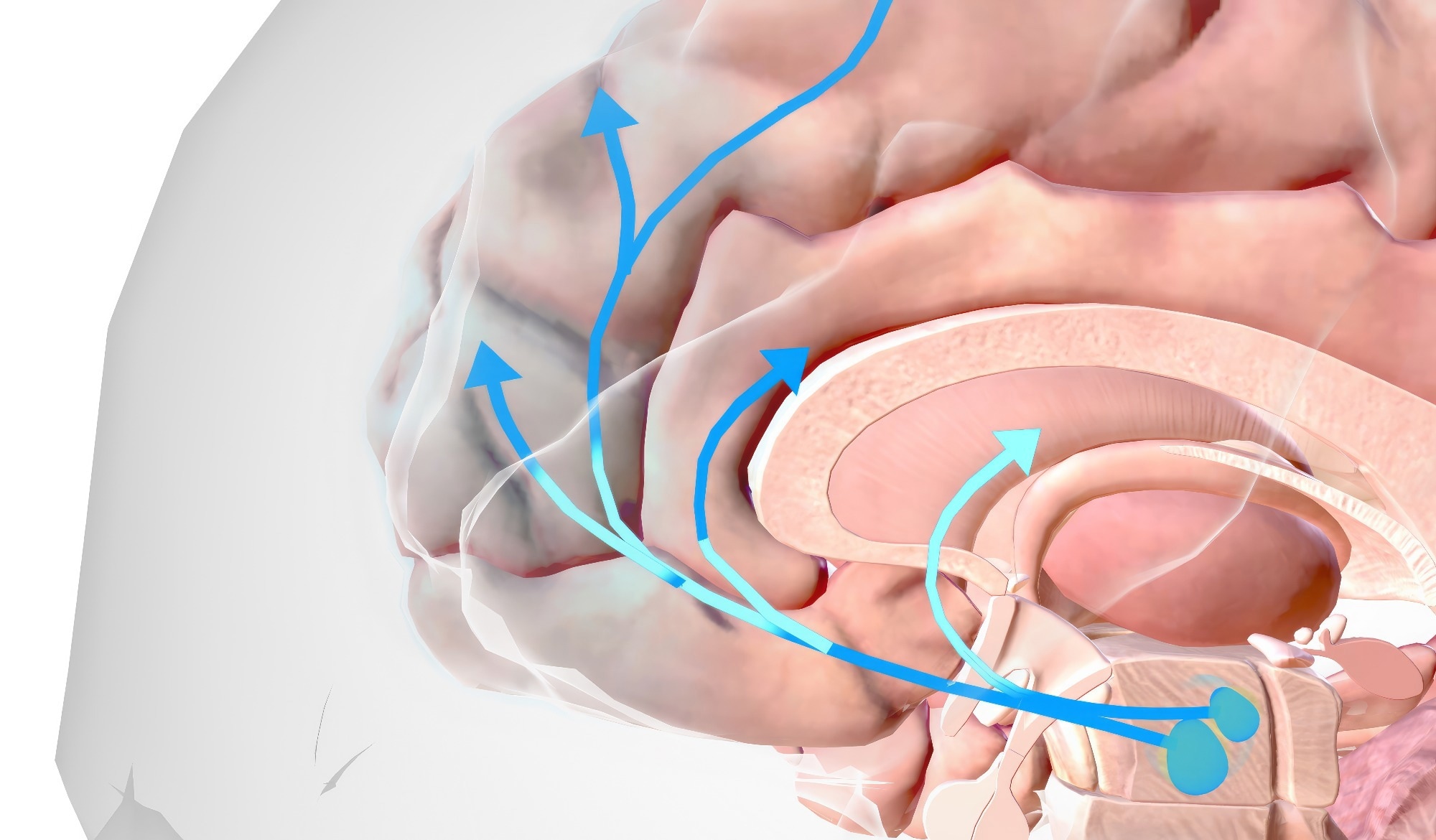 Anatomy of reward circuits within the brain