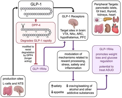 Overview of the effects of GLP-1 drugs and mechanisms