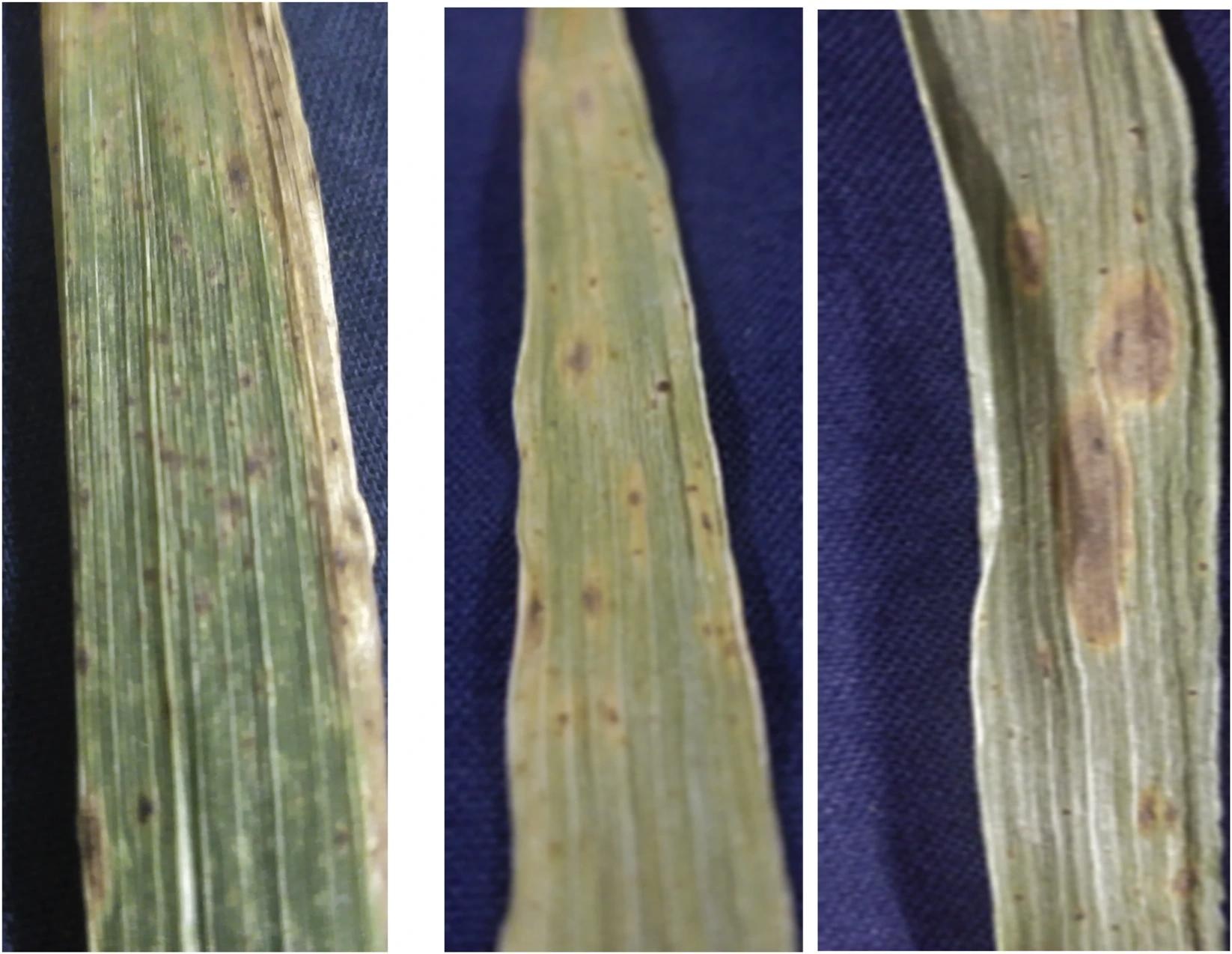 Close-up images of crop leaves showing progressive disease lesions used to illustrate visual symptoms of plant pathogen infection.